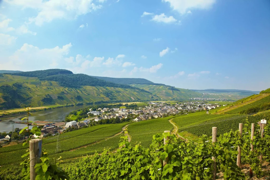 Wintrich Wein Sekt Weinlage Mosel Dorf